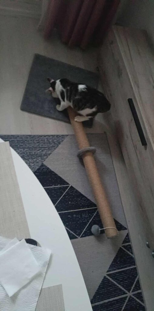 Image #3 from Csilla