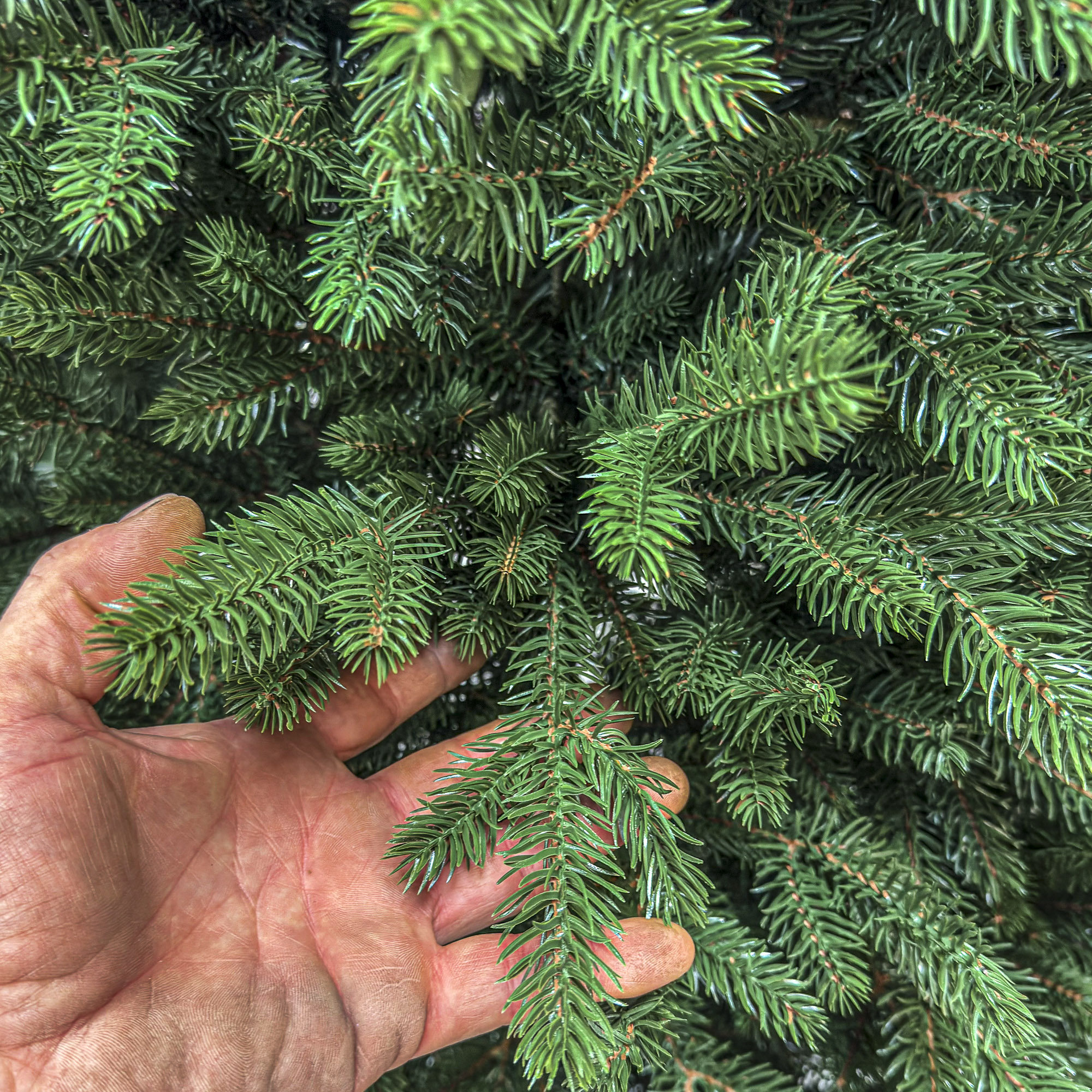 Brad artificial Christmas Deluxe by Sersimo, Alpin Select, integral 3D, 180cm - imagine 6