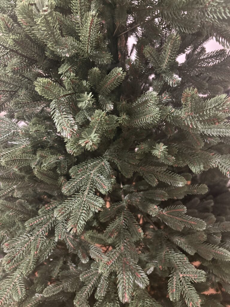 Image #2 from Tabita Zimta-Streinu