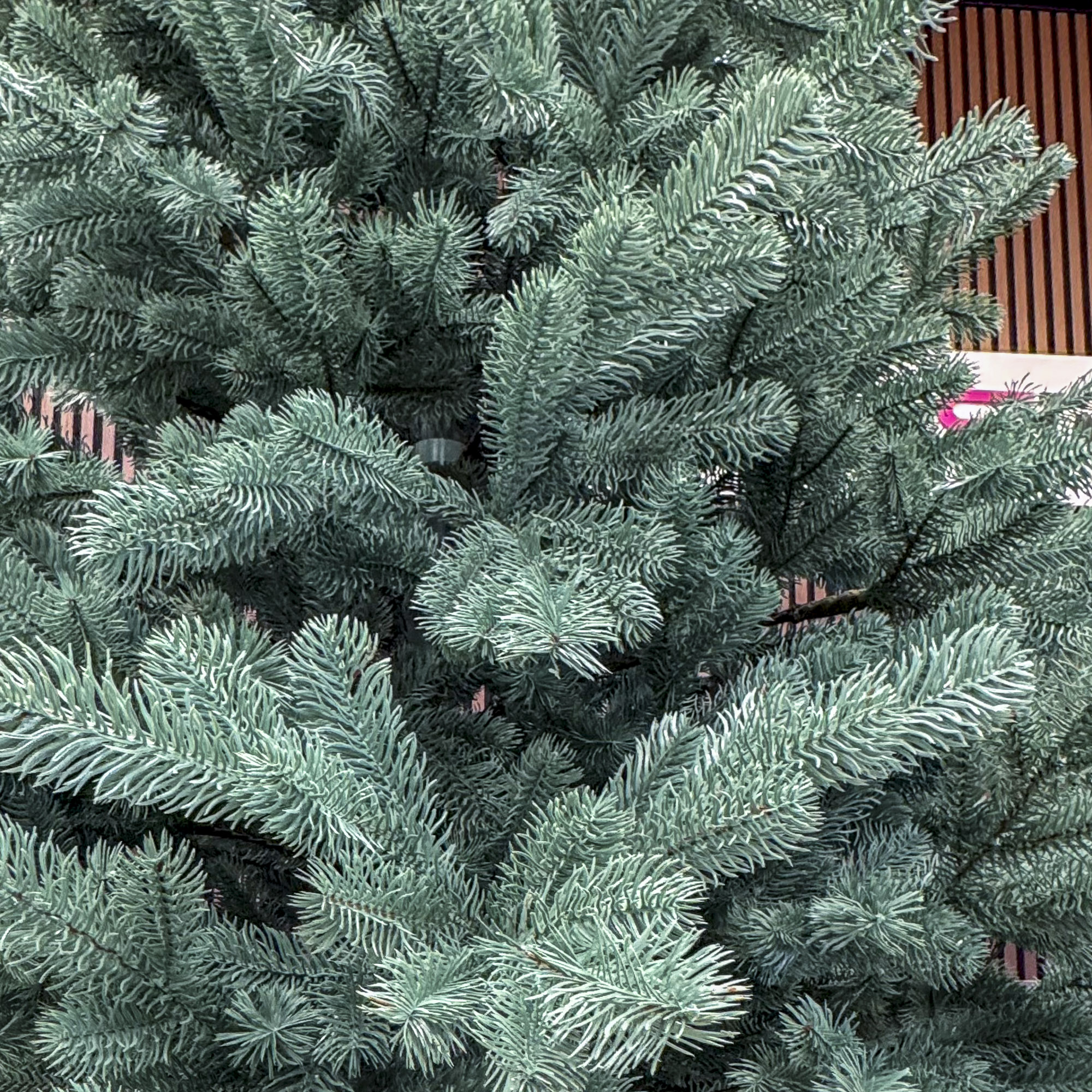 Brad artificial Christmas Deluxe by Sersimo, Kovalivka Select argintiu, integral 3D, 210 cm - imagine 9