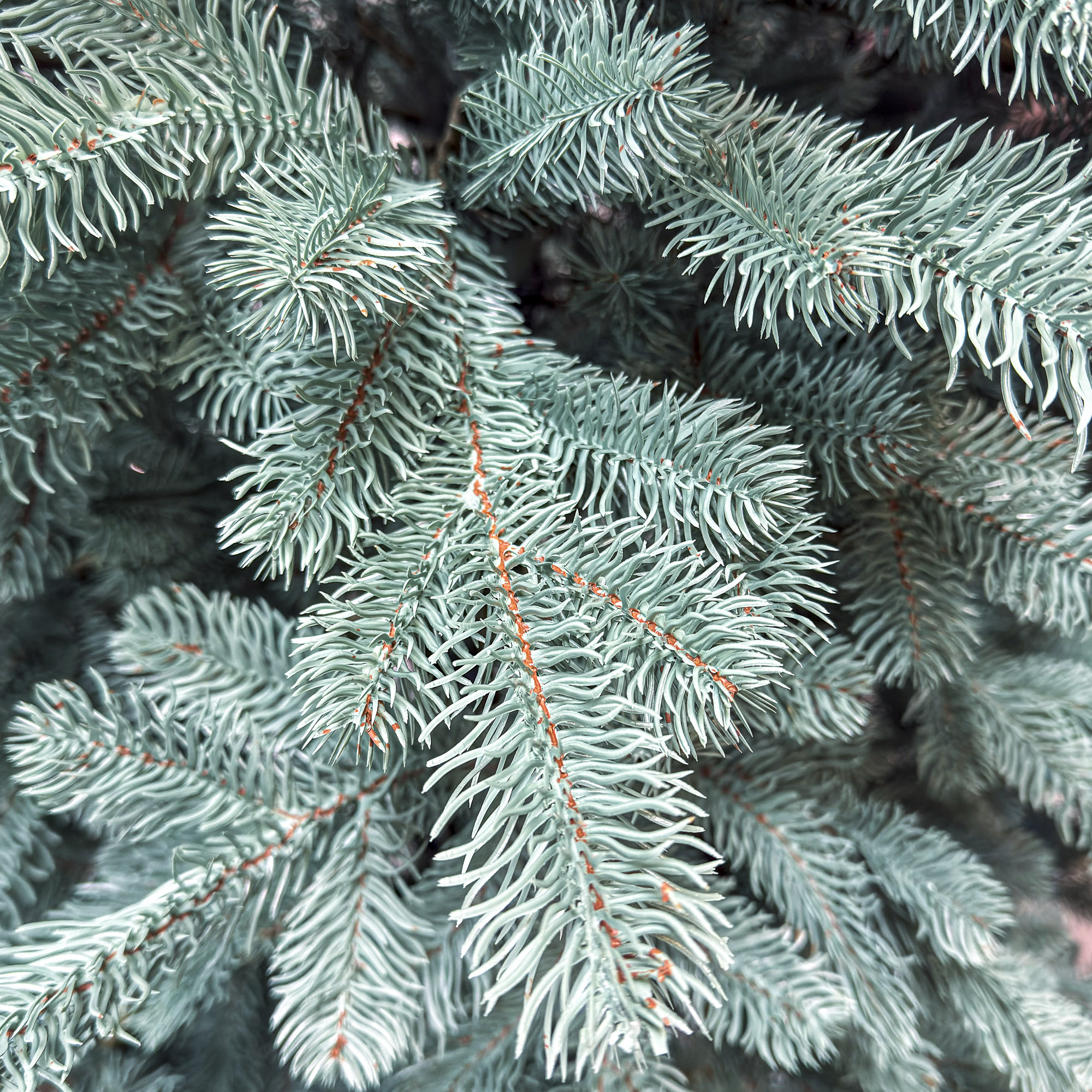 Brad artificial Christmas Deluxe by Sersimo, Kovalivka Select argintiu, integral 3D, 210 cm - imagine 10