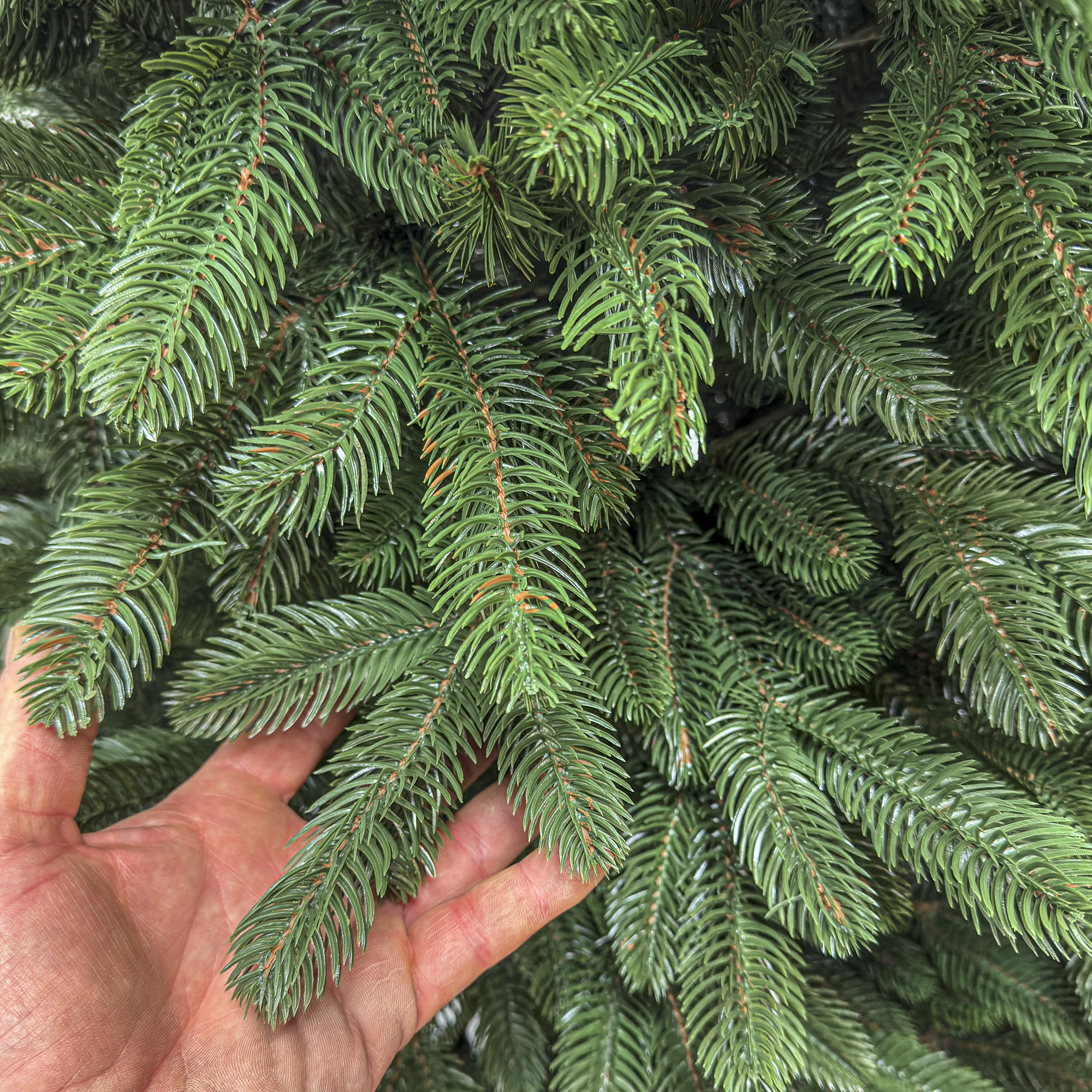 Brad artificial Christmas Deluxe by Sersimo, Laponia Select, integral 3D, 180cm - imagine 5