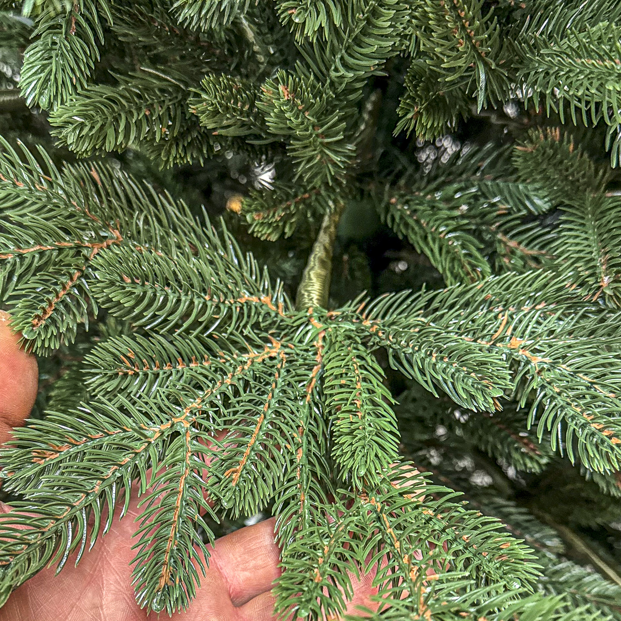 Brad artificial Christmas Deluxe by Sersimo, Viena Select, integral 3D, 180cm - imagine 11