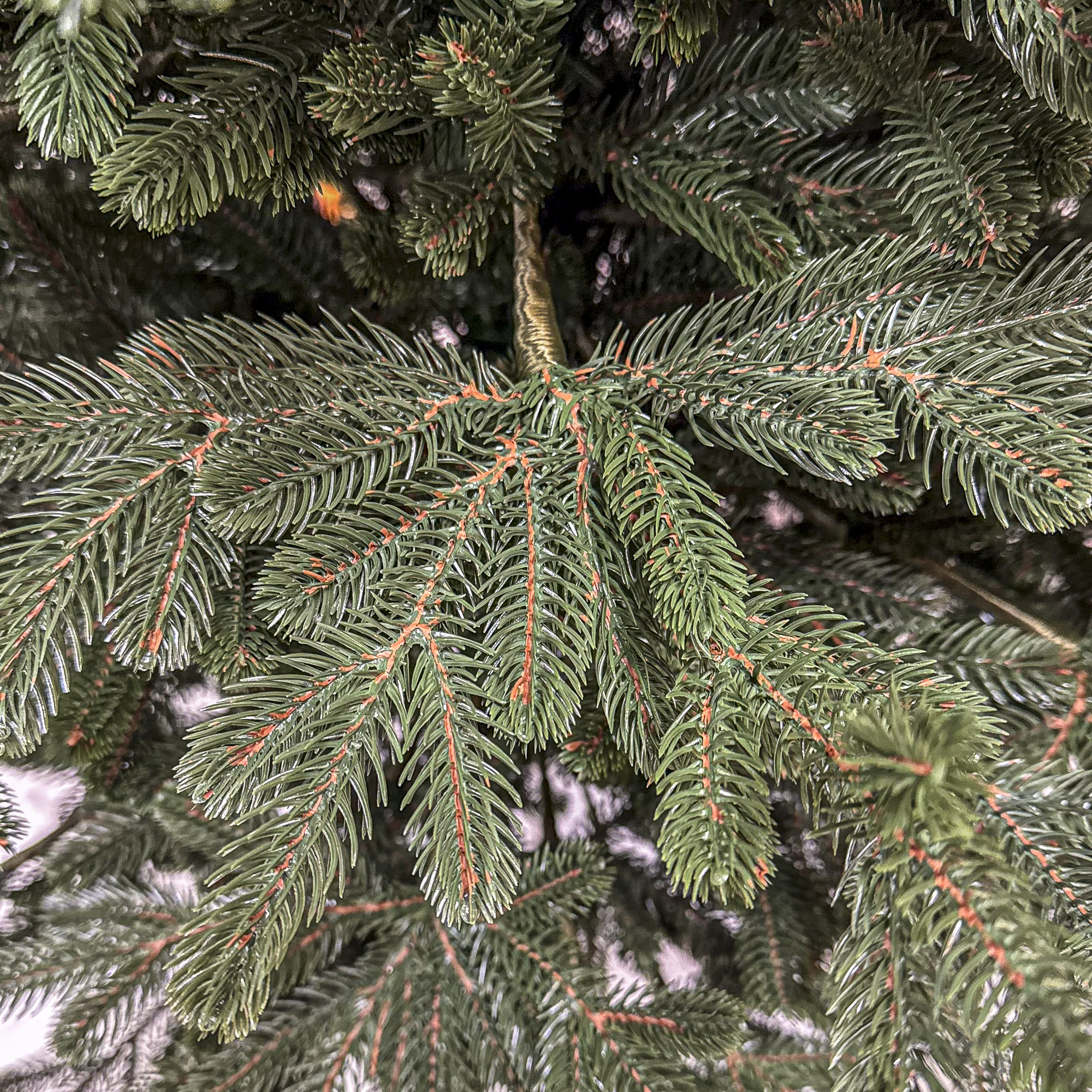 Brad artificial Christmas Deluxe by Sersimo, Viena Select, integral 3D, 180cm - imagine 9