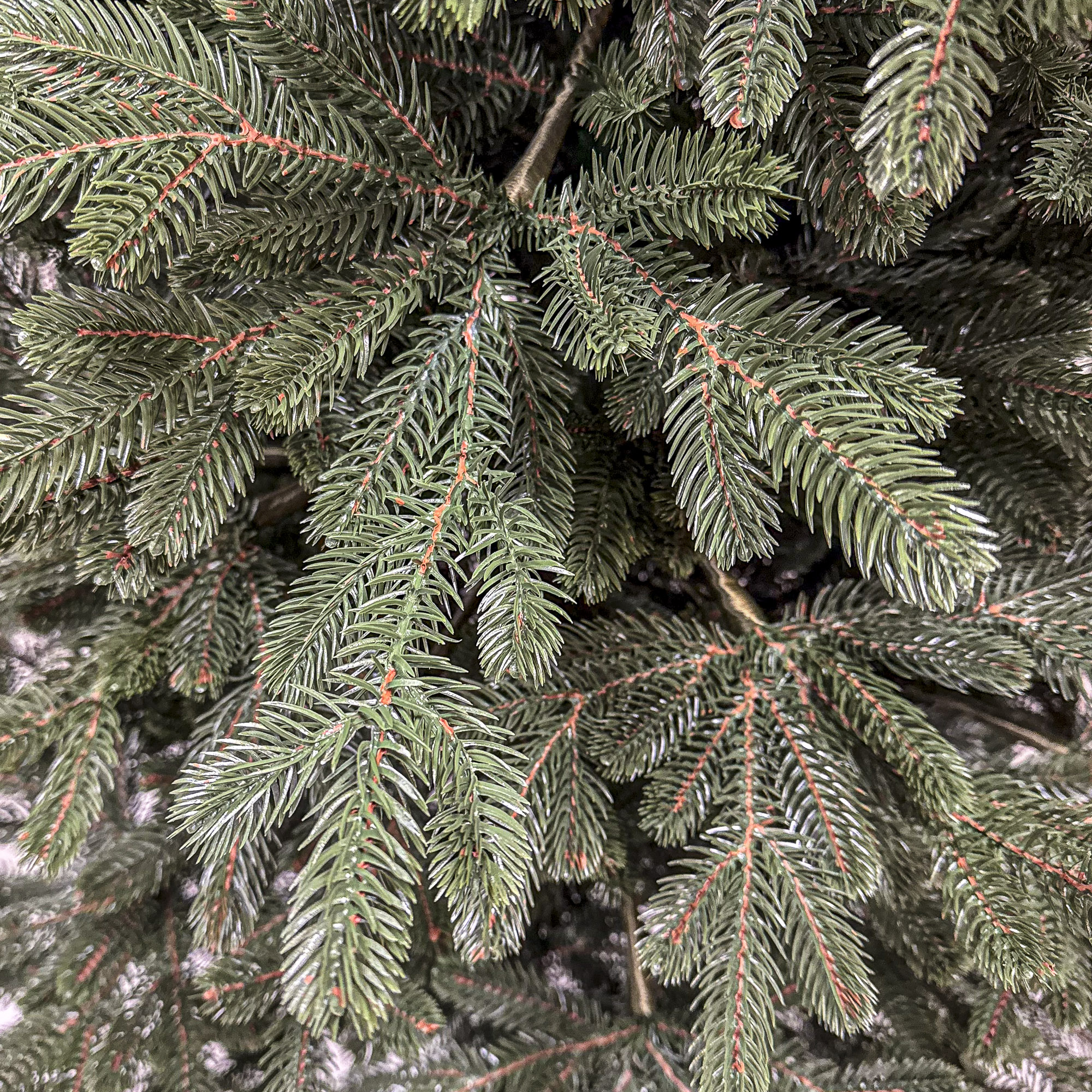 Brad artificial Christmas Deluxe by Sersimo, Viena Select, integral 3D, 180cm - imagine 10