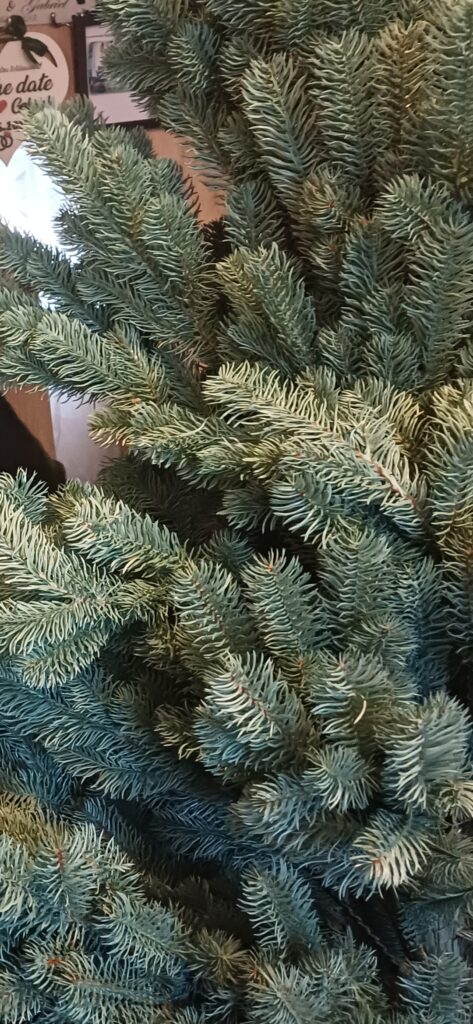 Image #1 from Raluca Bercaru