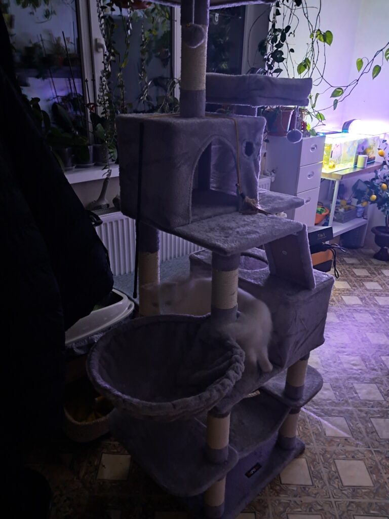 Image #1 from Daniel Dinu