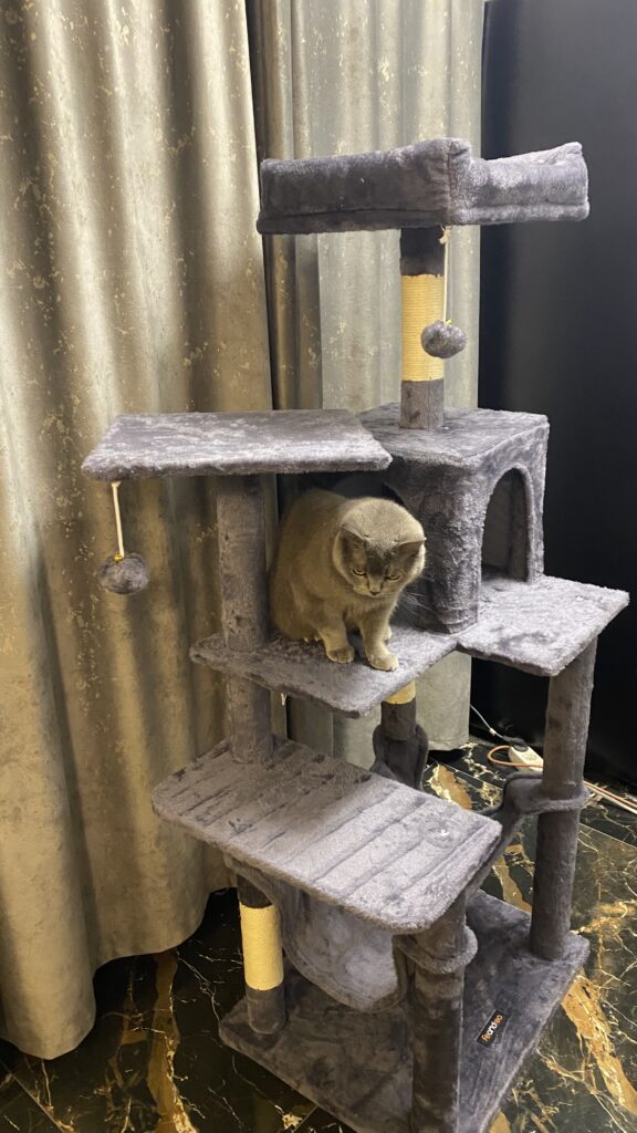 Image #1 from Galan Denisa