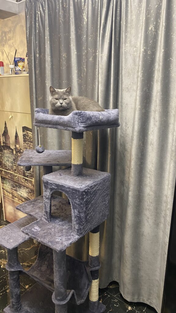 Image #2 from Galan Denisa