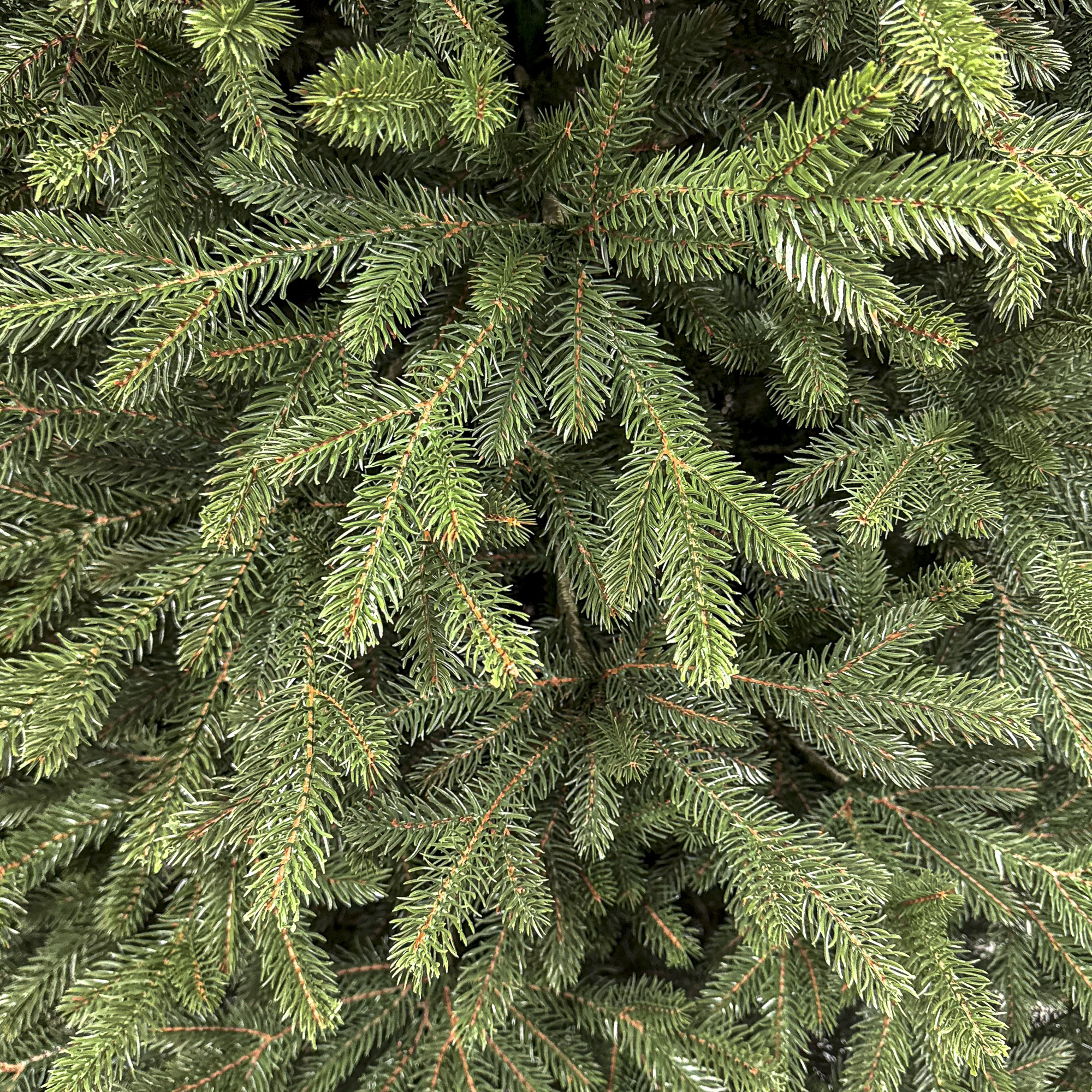 Brad artificial Christmas Deluxe by Sersimo, Alpin Select, integral 3D, 300 cm - imagine 13