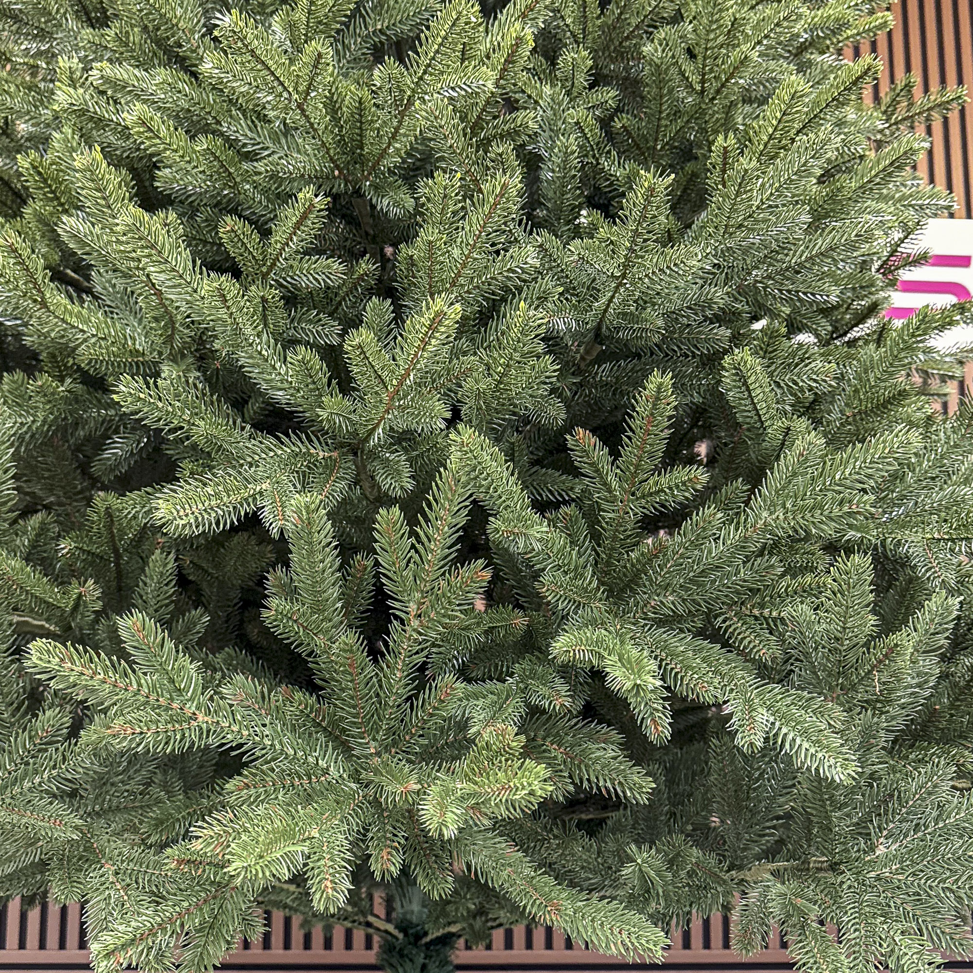 Brad artificial Christmas Deluxe by Sersimo, Alpin Select, integral 3D, 300 cm - imagine 10