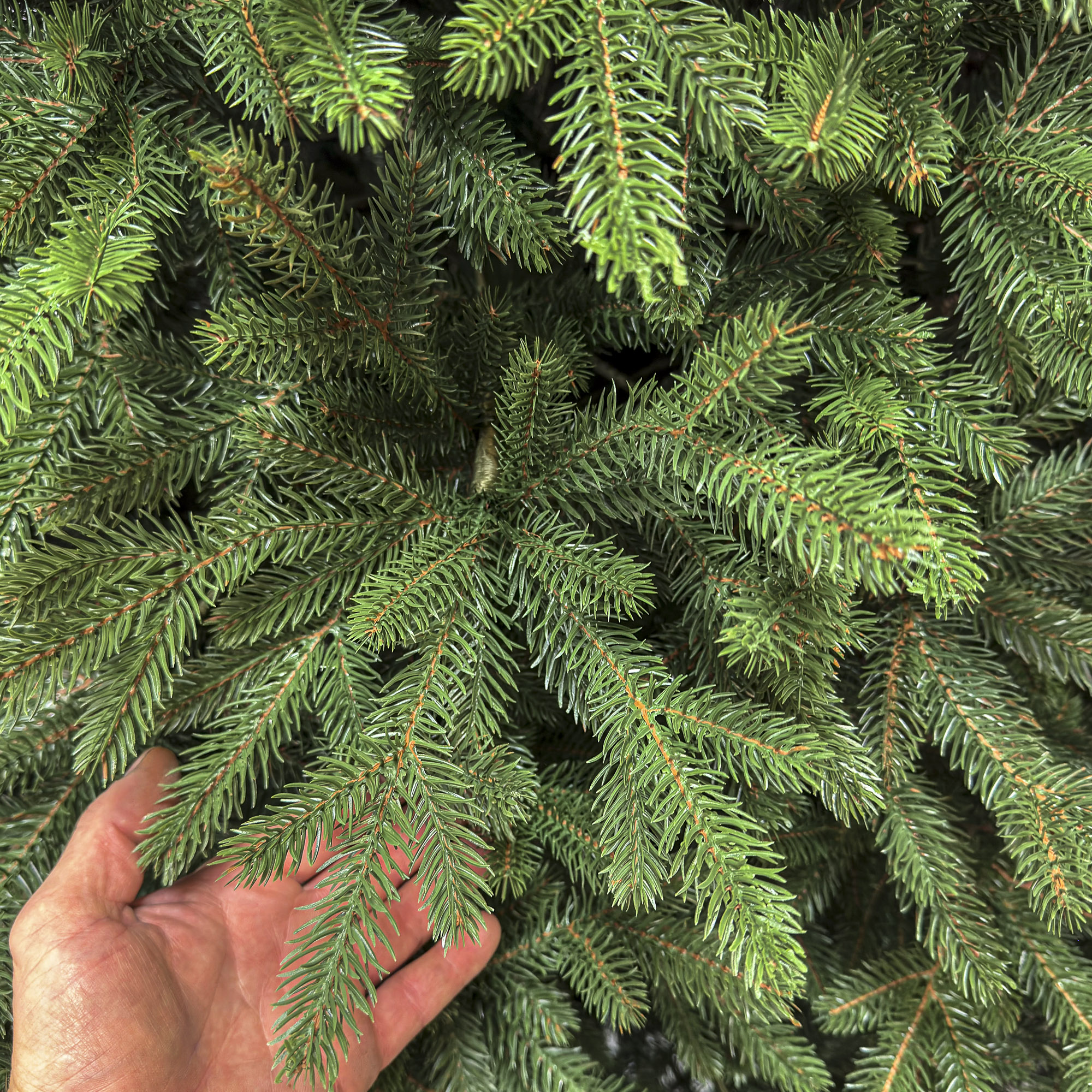 Brad artificial Christmas Deluxe by Sersimo, Alpin Select, integral 3D, 300 cm - imagine 8