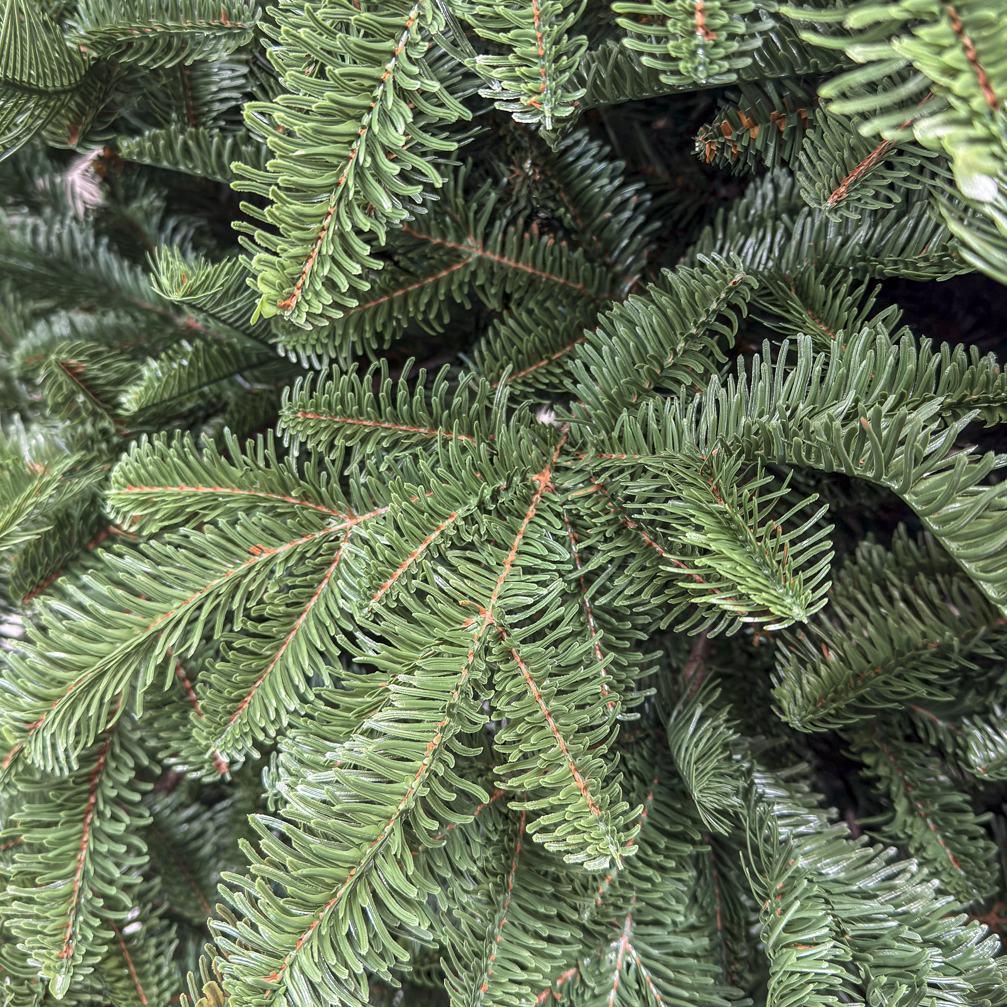 Brad artificial Christmas Deluxe by Sersimo, Alaska, verde, mix 2D+3D, 250 cm - imagine 9