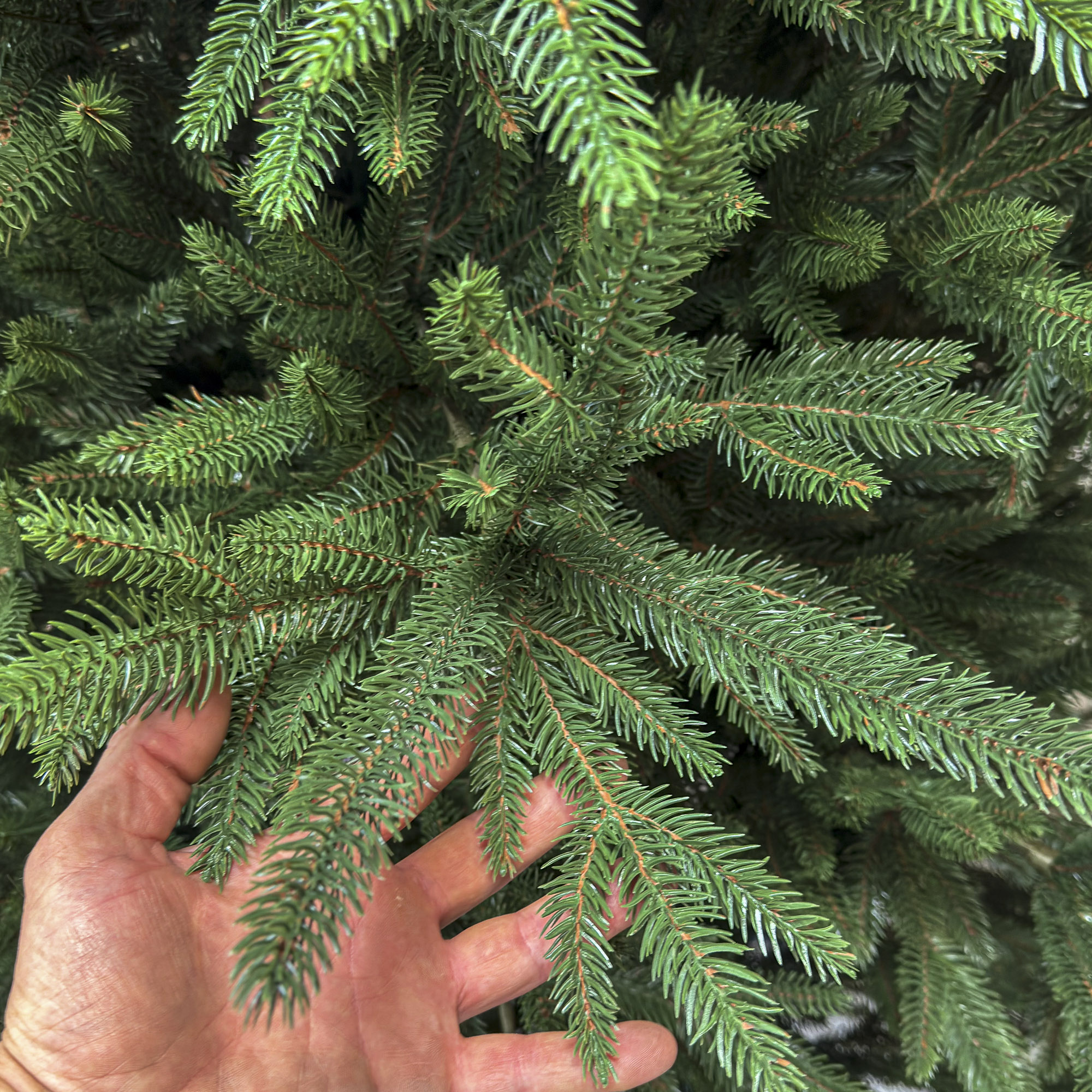 Brad artificial Christmas Deluxe by Sersimo, Alpine, verde, integral 3D, 230 cm - imagine 8