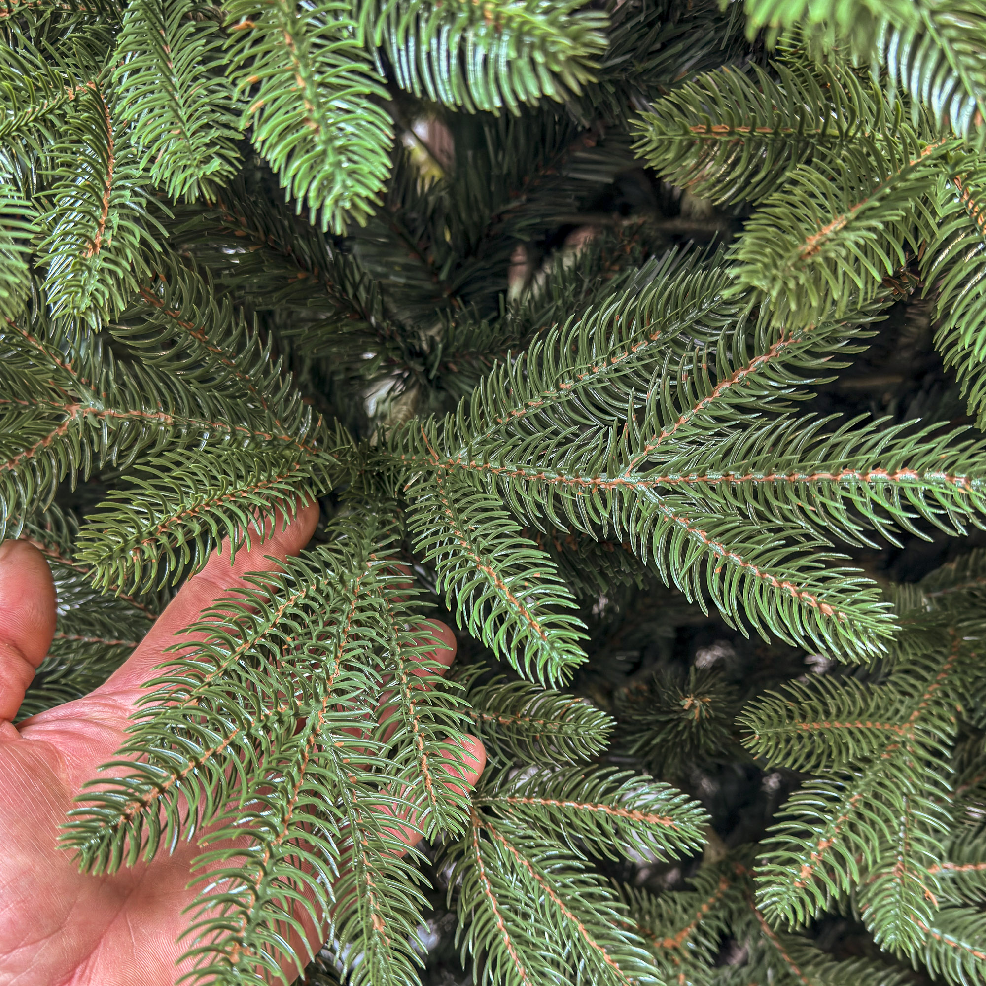 Brad artificial Christmas Deluxe by Sersimo, Belgia, 2D+3D, 250cm - imagine 3