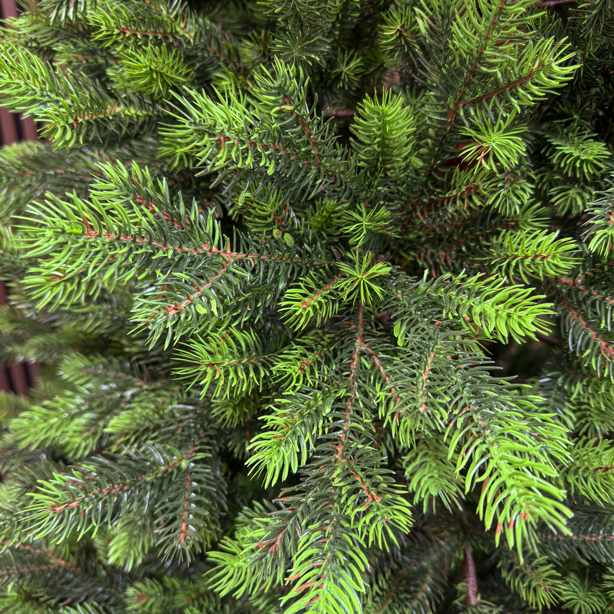 Brad artificial Sersimo, Hollandia, verde cu varfuri verzi, integral 3D, 250 cm - imagine 5