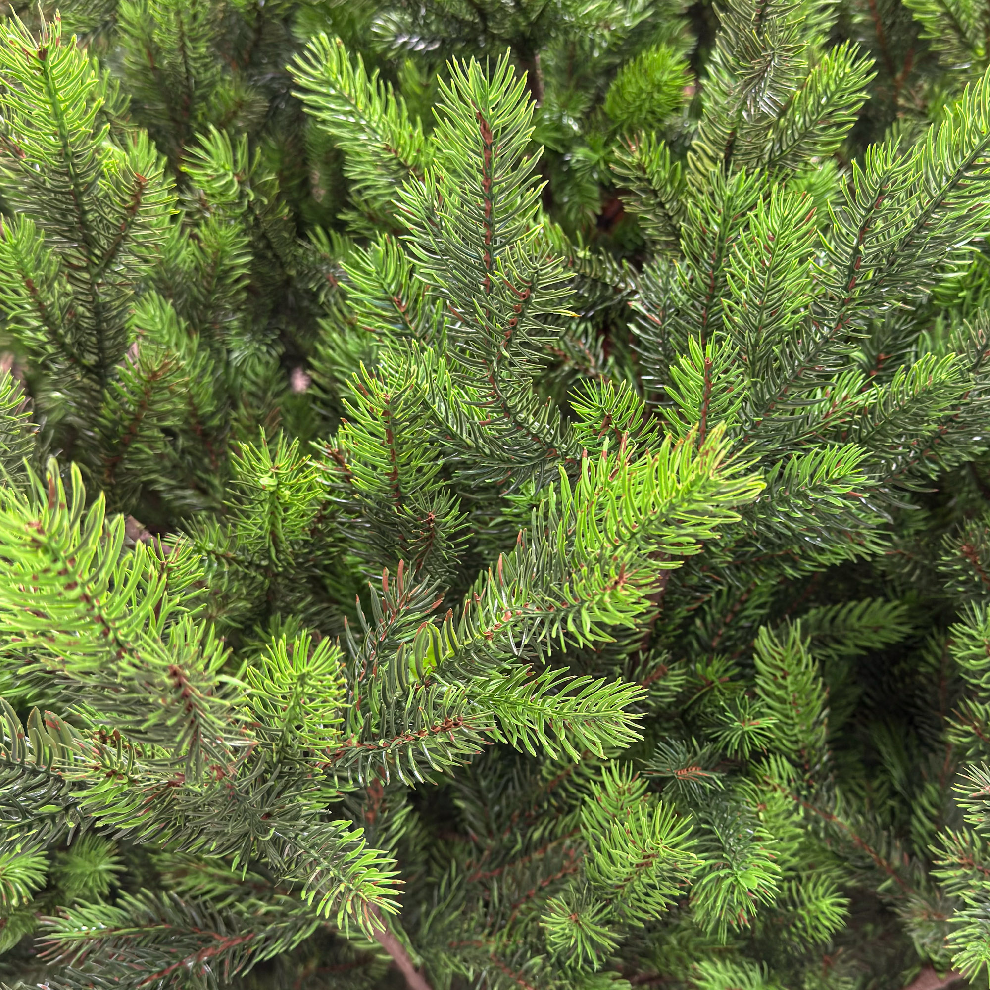 Brad artificial Sersimo, Hollandia, verde cu varfuri verzi, integral 3D, 250 cm - imagine 7