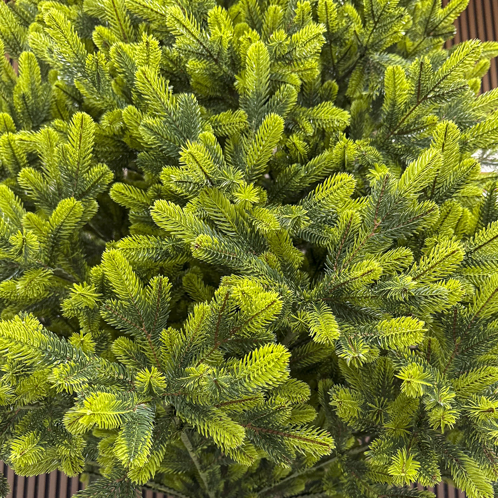 Brad artificial Christmas Deluxe by Sersimo, Polar Spring Select, integral 3D, 180 cm - imagine 6