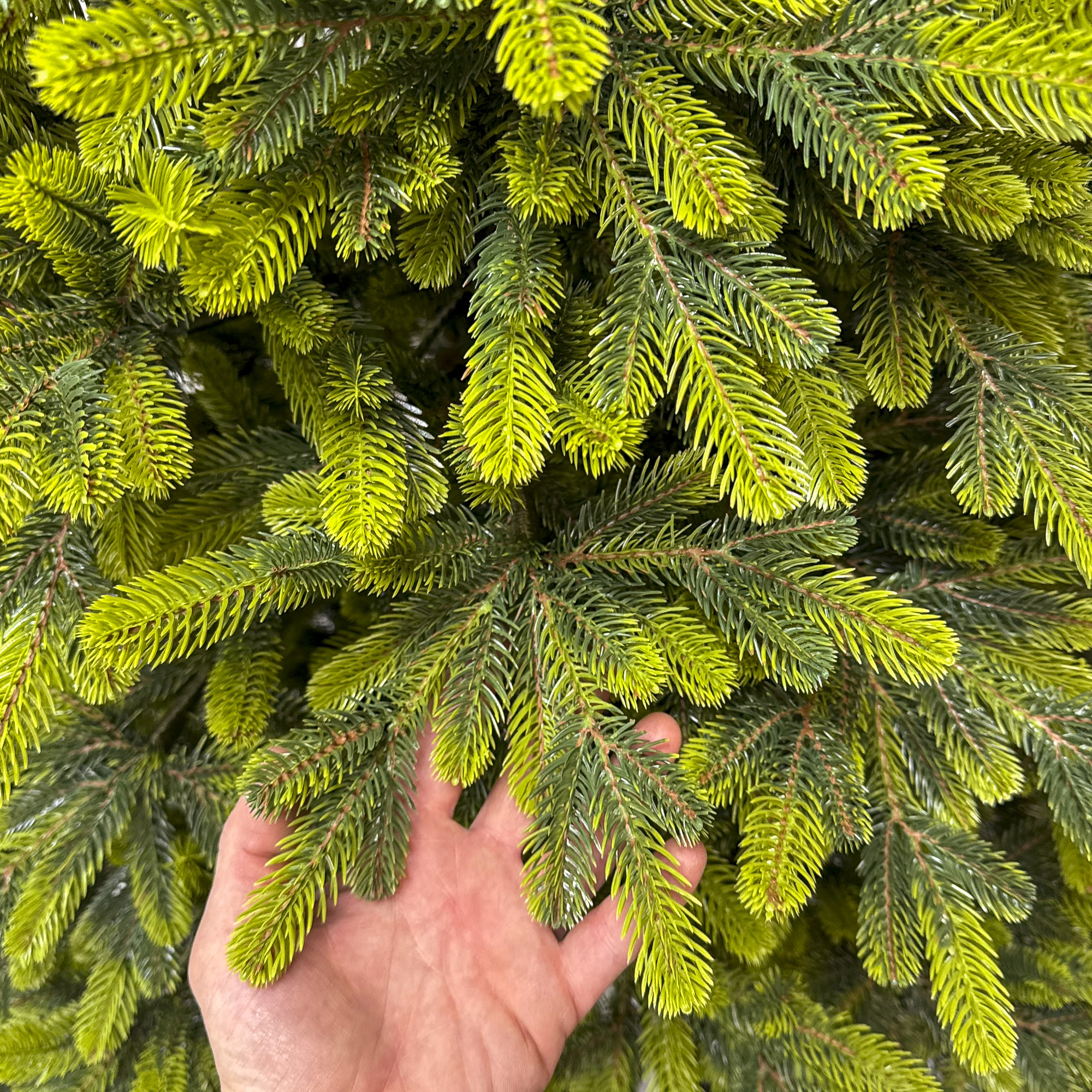 Brad artificial Christmas Deluxe by Sersimo, Polar Spring Select, integral 3D, 180 cm - imagine 10