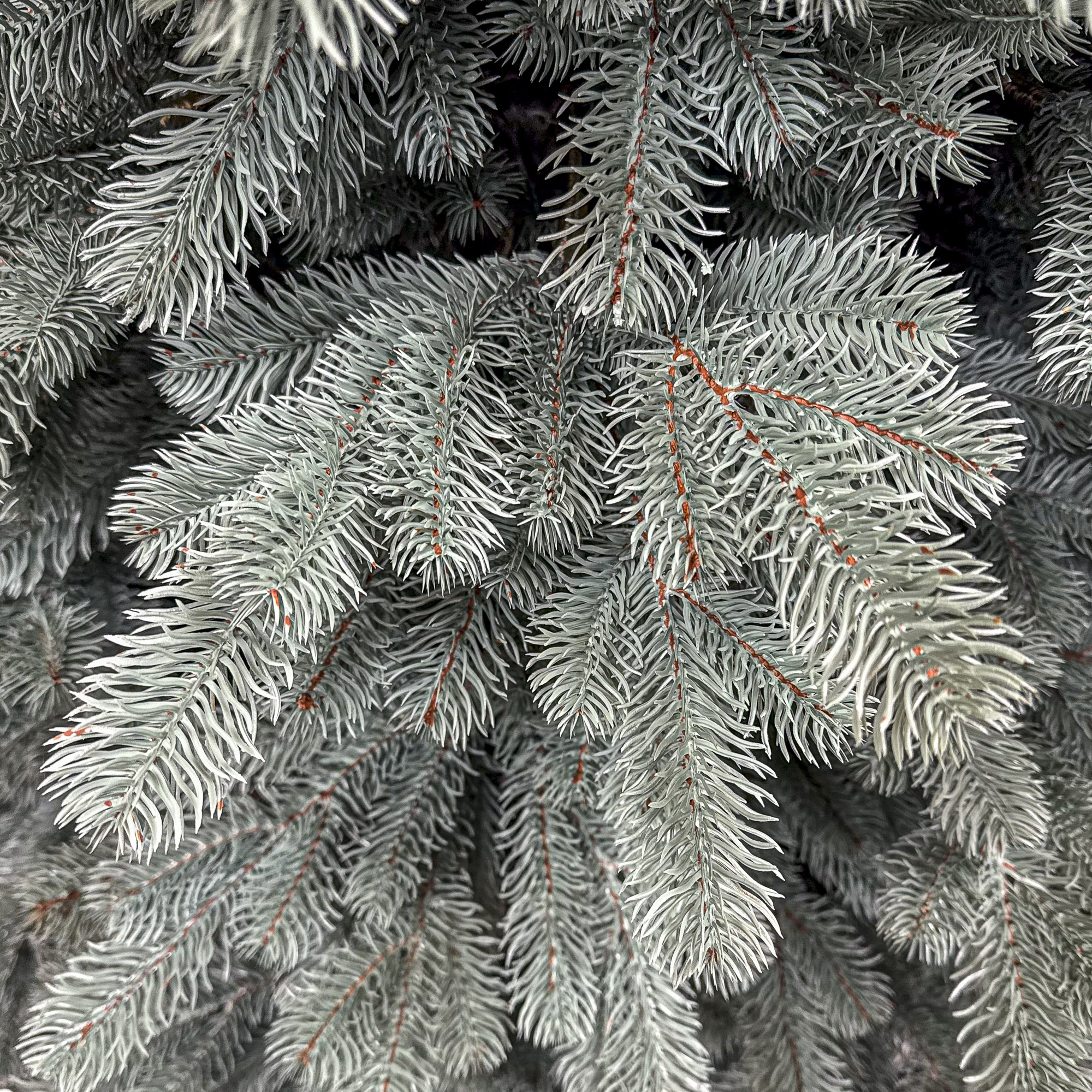 Brad artificial Christmas Deluxe by Sersimo, Kovalivka Select argintiu, integral 3D, 230 cm - imagine 6