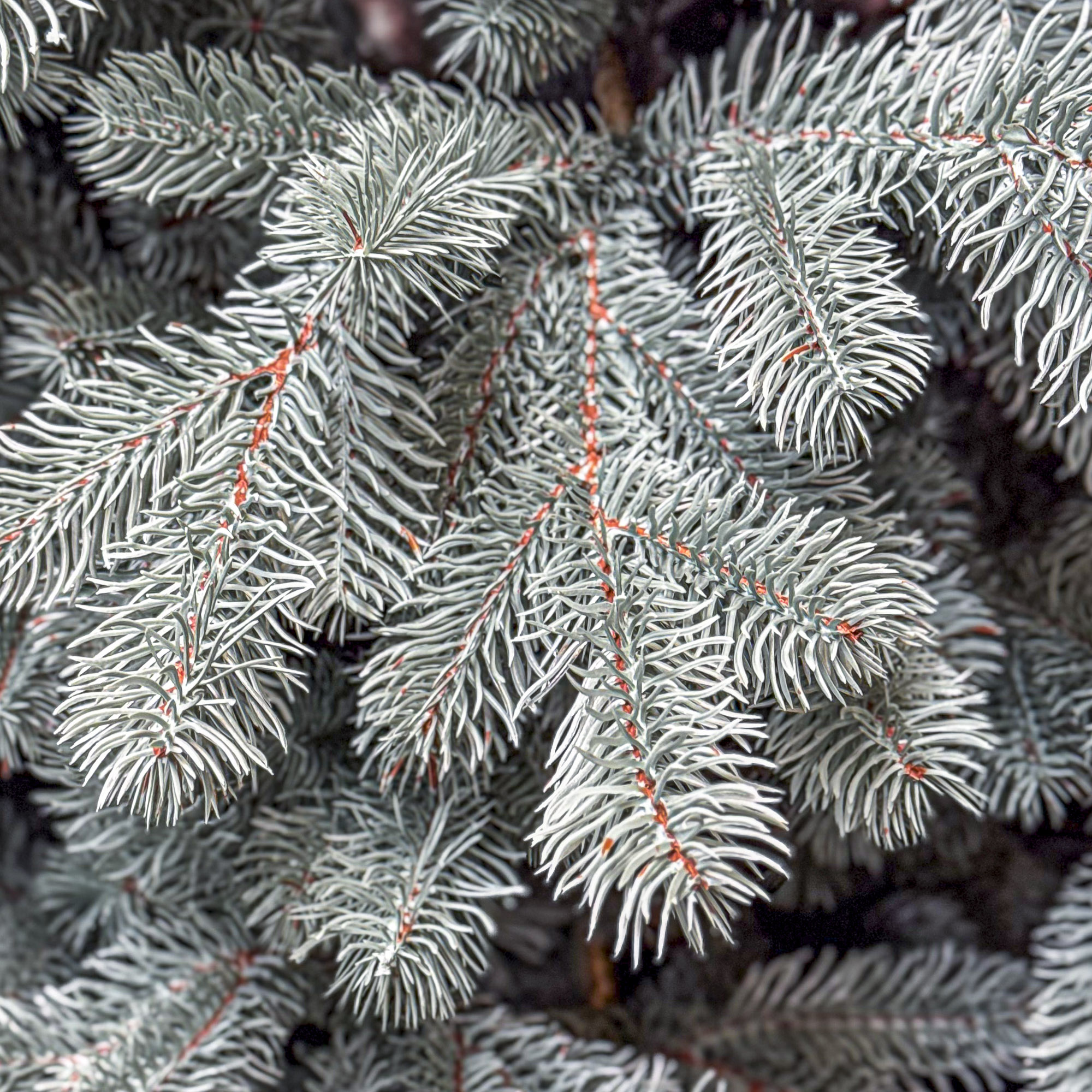 Brad artificial Christmas Deluxe by Sersimo, Kovalivka Select argintiu, integral 3D, 230 cm - imagine 3