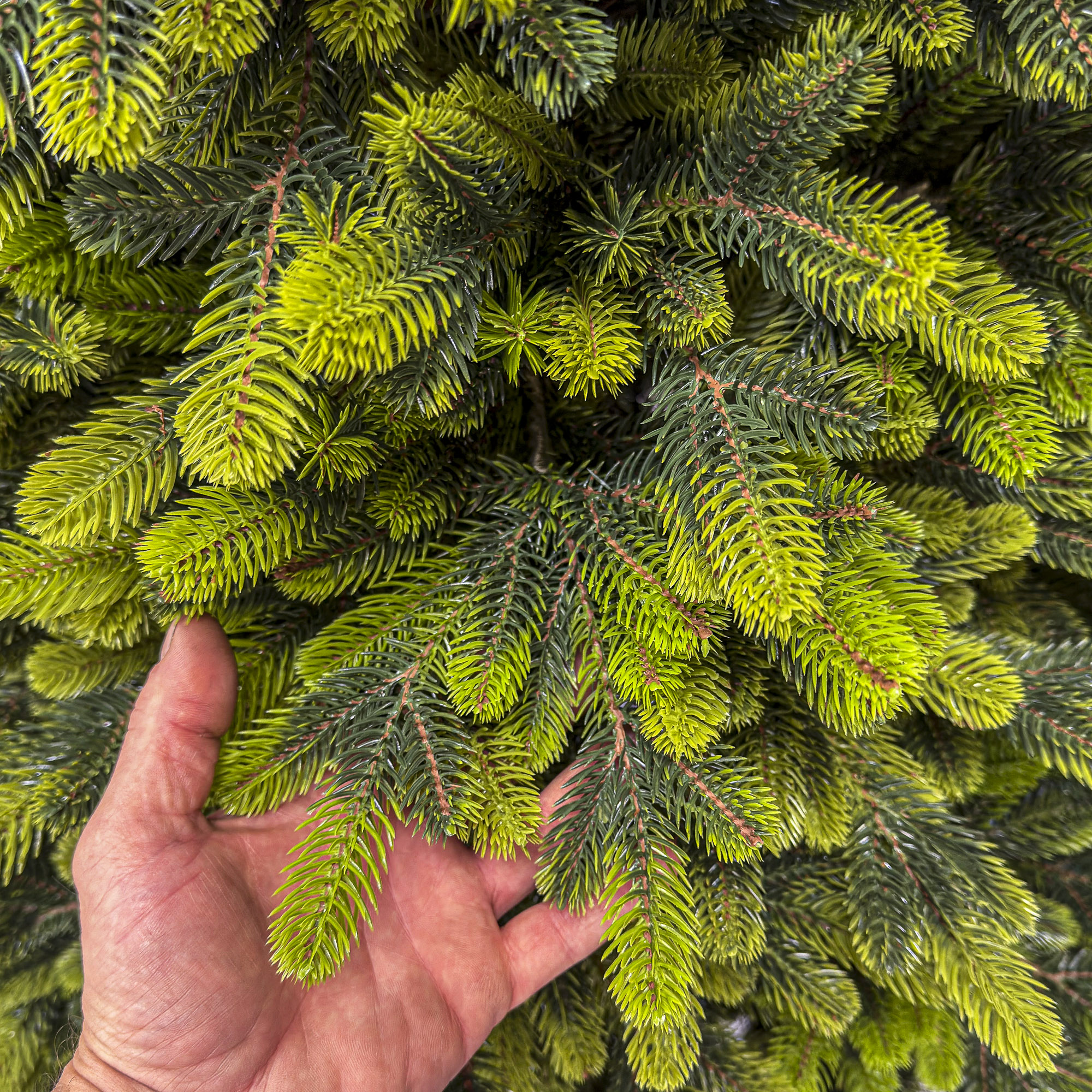 Brad artificial Christmas Deluxe by Sersimo, Polar Spring Select, integral 3D, 180 cm - imagine 17