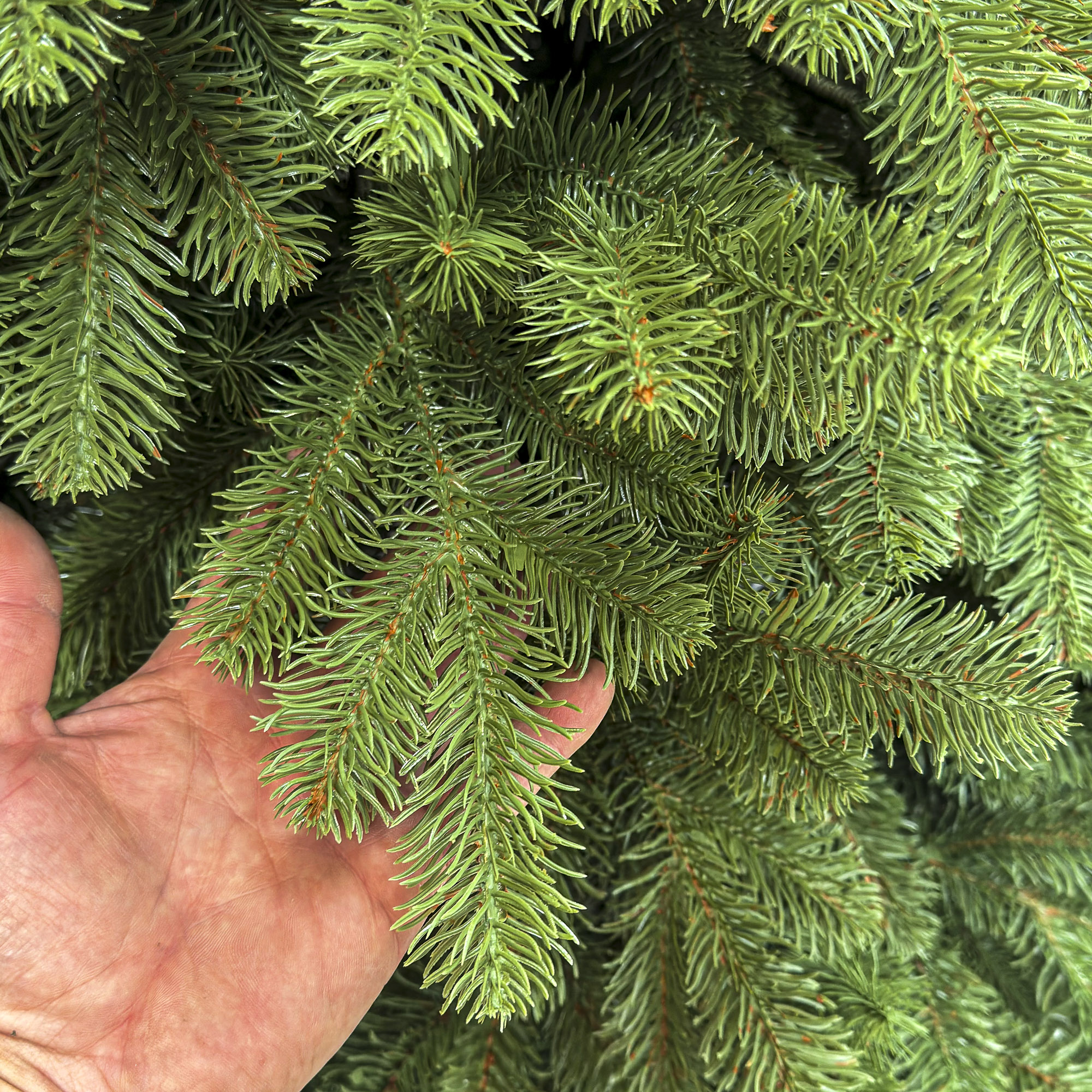 Brad artificial Sersimo, Silvee Elite, verde, integral 3D, 220 cm - imagine 2