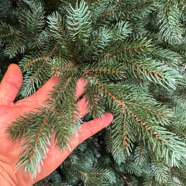 Brad artificial Sersimo, Hollandia, verde cu varfuri argintii, integral 3D, 230 cm - imagine 16