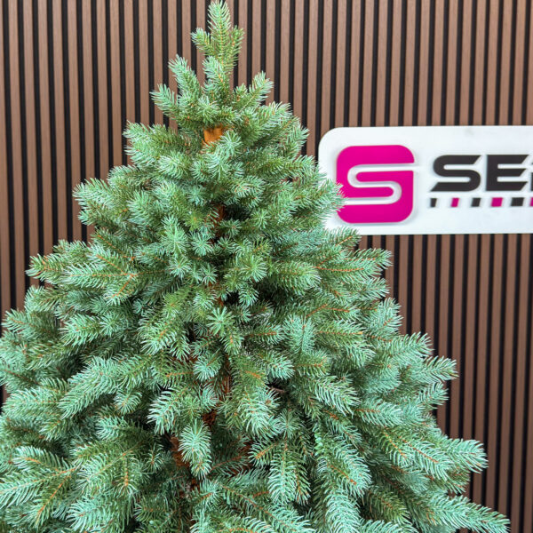 Brad artificial Sersimo, Hollandia, verde cu varfuri argintii, integral 3D, 230 cm - imagine 17