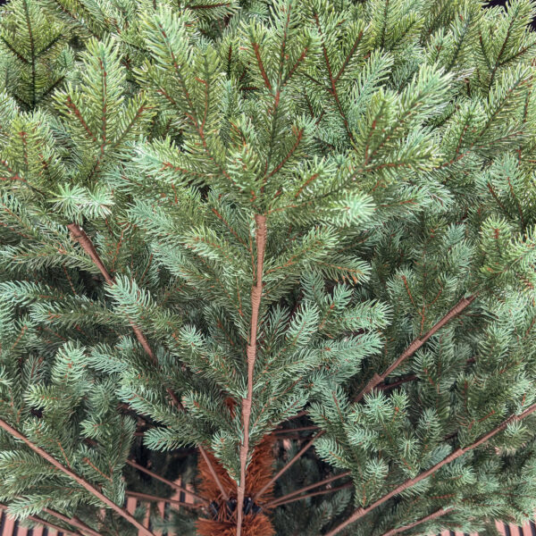 Brad artificial Sersimo, Hollandia, verde cu varfuri argintii, integral 3D, 230 cm - imagine 11