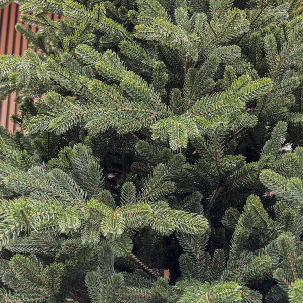 Brad artificial Christmas Deluxe by Sersimo, Viena Select, integral 3D, 300 cm - imagine 7