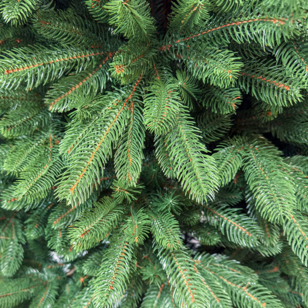 Brad artificial Sersimo, Viorisse Elite, verde, integral 3D, 220 cm - imagine 11