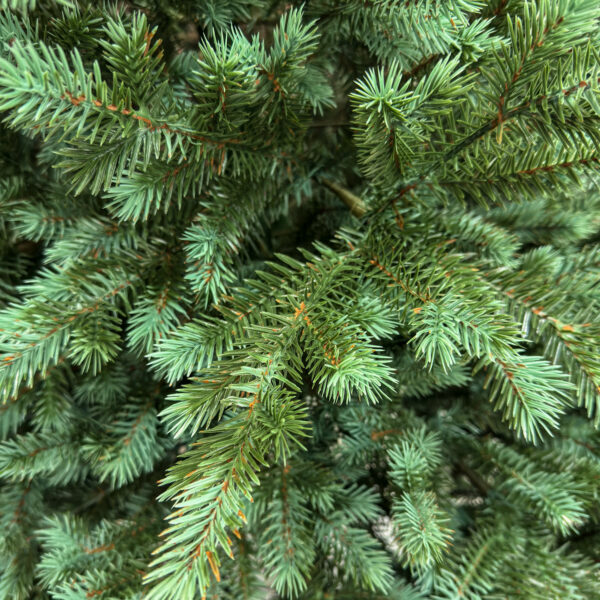 Brad artificial Sersimo, Scandinavia, verde cu varfuri argintii, integral 3D, 210 cm - imagine 8