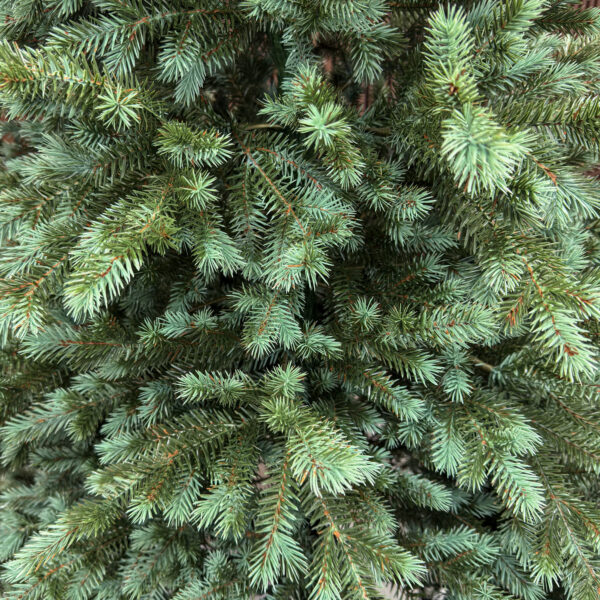 Brad artificial Sersimo, Scandinavia, verde cu varfuri argintii, integral 3D, 210 cm - imagine 11