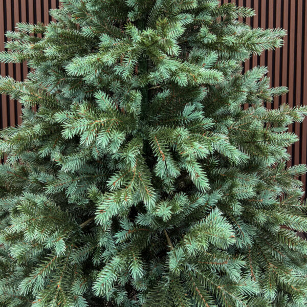 Brad artificial Sersimo, Scandinavia, verde cu varfuri argintii, integral 3D, 210 cm - imagine 12