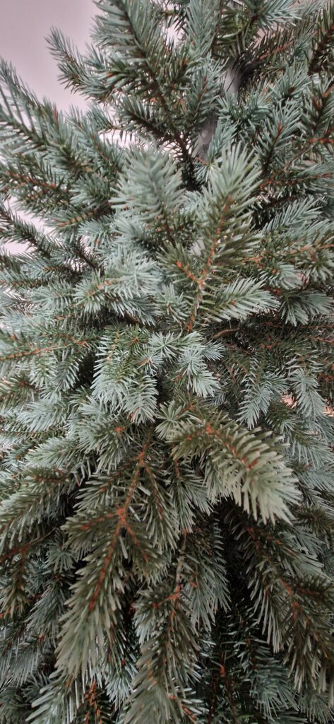 Image #2 from Stefan D.