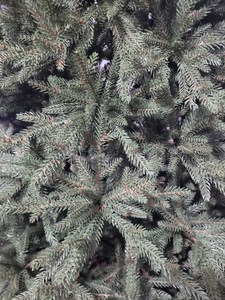 Image #3 from Liliana Plic