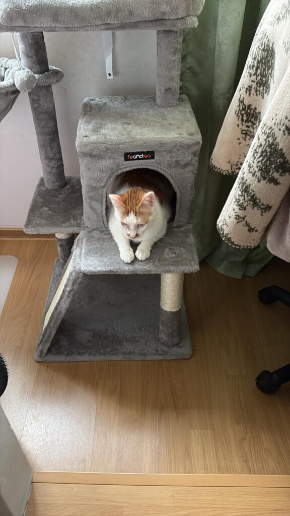 Image #2 from Simona L.