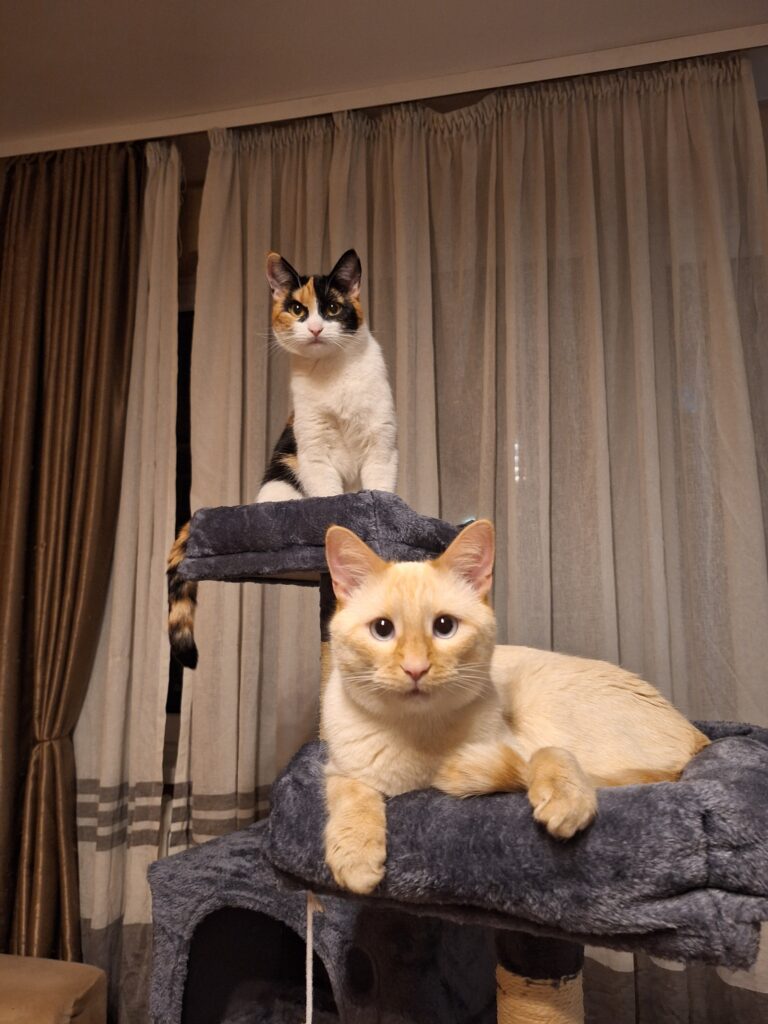 Image #1 from Denisa