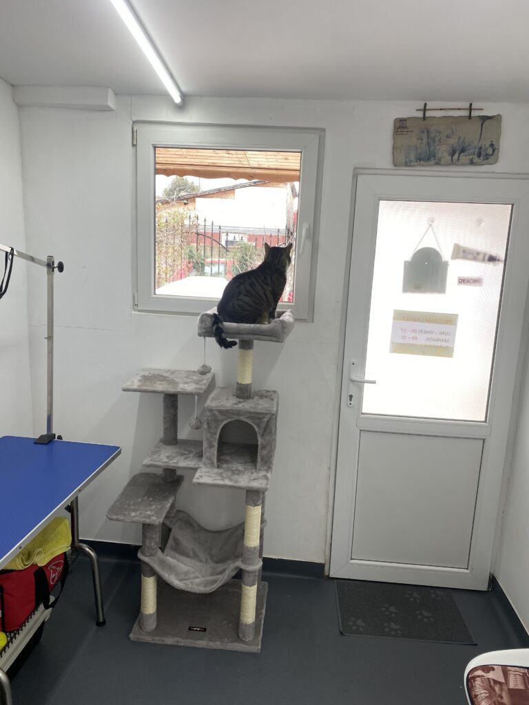 Image #1 from Alina Dumitrescu