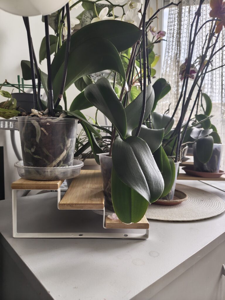 Image #1 from Mihaela Calinescu